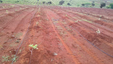 Masai-Man-planting-avocado-,-shovels--Africa-Smart-agriculture-technology--Aerial-drone-view-of-avocado-farm-in-Kenya
