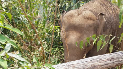 Elefante-Comiendo-En-Un-Santuario-De-Elefantes-En-Chiang-Mai,-Tailandia