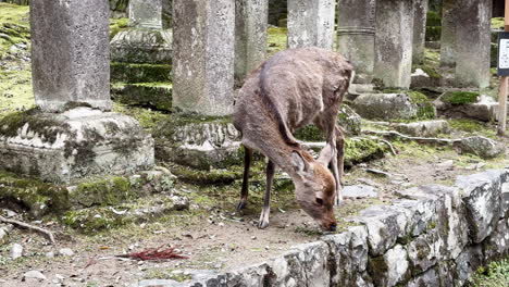 Sacred-sika-deer-doe-grazing-between-stone-pillars-in-Nara-park,-Japan