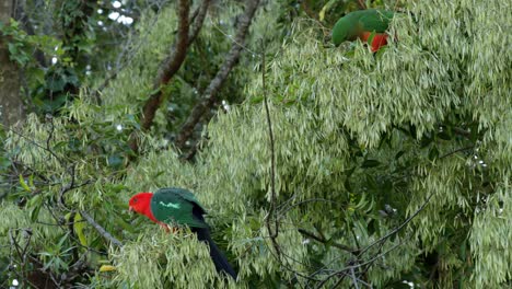Pair-of-Australian-King-Parrots-calmly-consuming-ash-seeds-in-native-ash-tree---Illawarra,-NSW---4K-60fps
