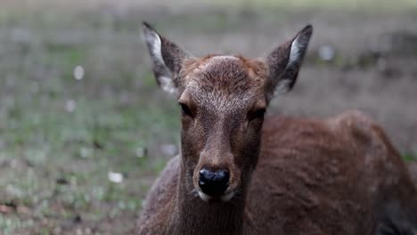 Resting-Sika-Deer-Portrait-From-Front,-Close-Up,-Nara,-Japan