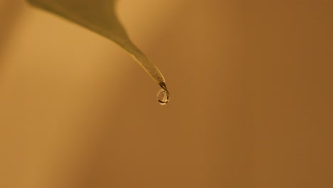 Water-droplet-falling-off-pointed-green-leaf-with-orange-brown-background---4K---SLOW-MOTION