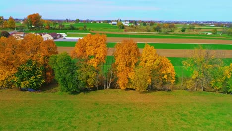 Eine-Drohnenansicht-Einer-Reihe-Von-Herbstbäumen-Mit-Leuchtend-Orangefarbenen-Und-Roten-Blättern,-Die-An-Einem-Hellen-Sonnigen-Tag-über-Ackerland-Blicken