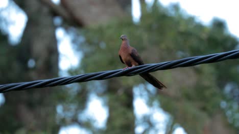 Brown-cuckoo-dove-perching-calmly-on-cable,-green-foliage,-early-evening,-close-up,-flies,-Illawarra,-NSW,-Australia,-4K-30fps-SLOW-MOTION