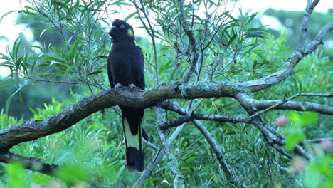Yellow-tailed-black-cockatoo-perching-calmly-on-branch,-green-foliage,-close-up,-Illawarra,-NSW,-Australia,-4K-60fps
