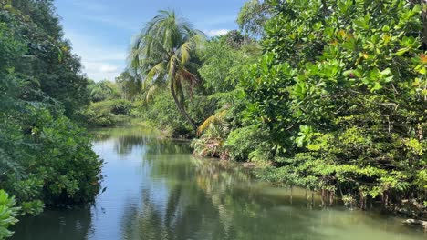Tranquil-view-of-the-calm-river-streamflow-surrounded-by-lush-green-tropical-vegetation