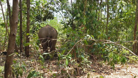 Elefantes-Asiáticos-En-Un-Santuario-De-Elefantes-En-Chiang-Mai,-Tailandia