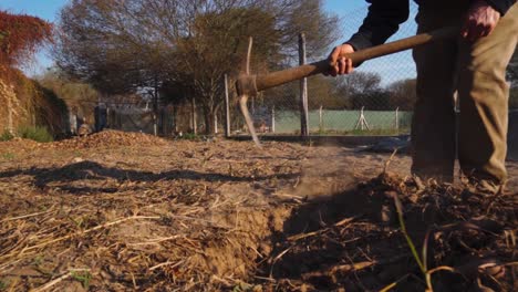 man-digging-with-a-shovel-in-the-ground-to-extract-sweet-potatoes-in-an-organic-garden-in-slow-motion
