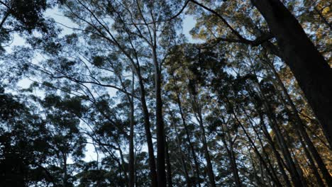 Blick-Nach-Oben-Im-Eukalyptuswald---360-Grad-Drehung-Auf-Stativ---Blauer-Himmel,-Grüne-Blätter,-Goldene-Stunde---4k-59