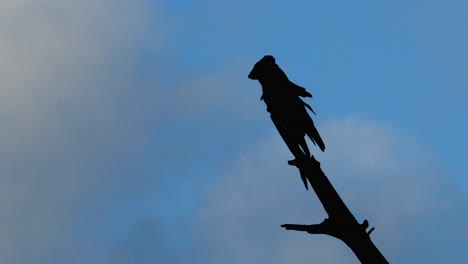 Yellow-tailed-black-cockatoo-resting-on-stag-branch-silhouetted-against-blue-hour-sky,-scratching,-flying,-side-view,-Illawarra,-NSW,-Australia,-4K-60fps