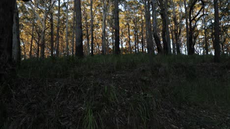 Im-Eukalyptuswald-Nach-Oben-Schauen---120-Grad-Stativ-Enthüllung---Gemahlene-Grüne-Blätter-Zum-Blauen-Himmel,-Goldene-Stunde---4k-59