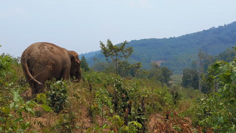 Asian-Elephants-in-an-Elephant-Sanctuary-in-Chiang-Mai,-Thailand