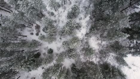 Birds-eye-view-aerial-sweeping-shot-of-winter-pine-tree-forest-with-snow
