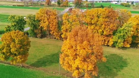 A-Drone-View-of-a-Row-of-Autumn-Trees,-with-Bright-Orange-and-Red-Leaves-Looking-Over-Farmlands-on-a-Bright-Sunny-Day