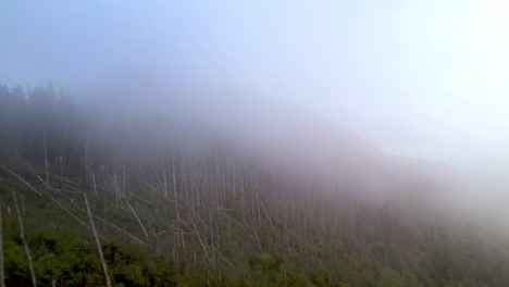 Wolken,-Nebel,-Wind-Und-Bäume-Auf-Dem-Mt-Mitchell-Nc,-North-Carolina