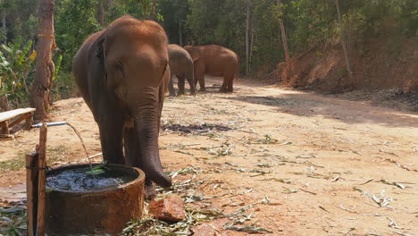 Elefanten-Beim-Essen-In-Einem-Elefantenschutzgebiet-In-Chiang-Mai,-Thailand