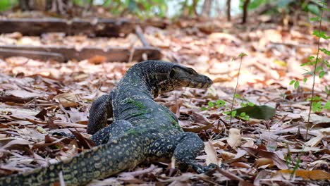 Back-View-Of-An-Asian-Water-Monitor-Crawling-On-The-Ground-With-Dry-Leaves-Hunting-For-Food-On-A-Sunny-Weather---Closeup-Shot
