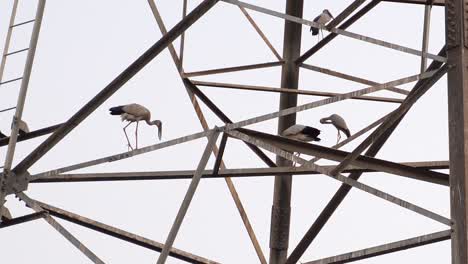 Asian-Openbill-Storks-Perched-On-Metal-Scaffold-Tower