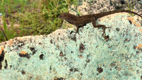 Gecko-Sentado-En-Una-Roca-En-La-Cabeza-De-Carnero-En-St
