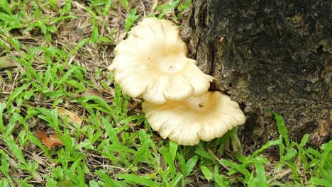 White-oyster-mushroom-grow-on-a-tree-trunk