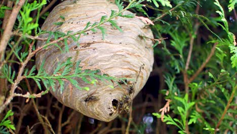 Wasp-nest-mid-shot-in-cedar-bush