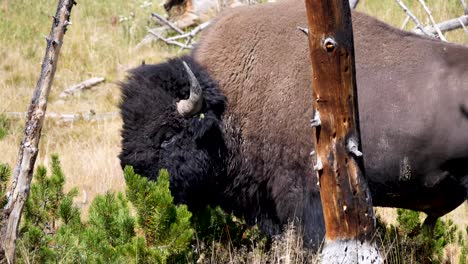 Bisonte-Comiendo-En-El-Parque-Nacional-De-Yellowstone
