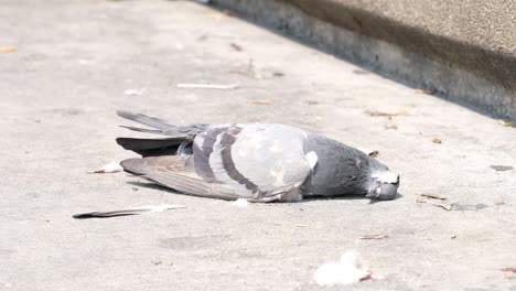 Homing-Pigeon-Lying-Lifeless-On-The-Ground-On-A-Bright-Windy-Day---Closeup-Shot