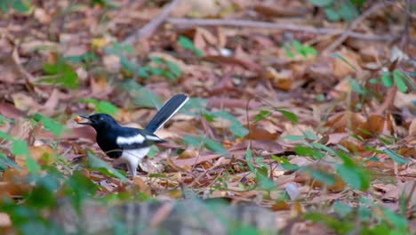 A-beautiful-black-and-white-Oriental-magpie-robin-bird-on-the-ground-and-picking-up-food---close-up