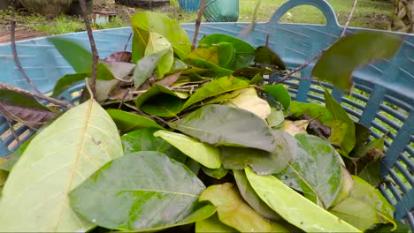 A-pile-of-green-leaf-being-put-into-a-basket-after-collected-by-farmer