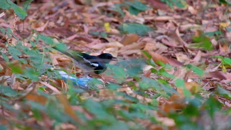 An-oriental-magpie-robin-digging-for-food-on-the-ground---close-up