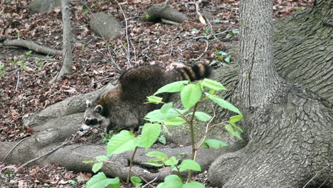 Raccoon-sniffing-and-looking-around-in-the-wild-amongst-foliage