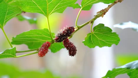 Unripe-Mulberry-Fruits-On-Tree-Branches---close-up