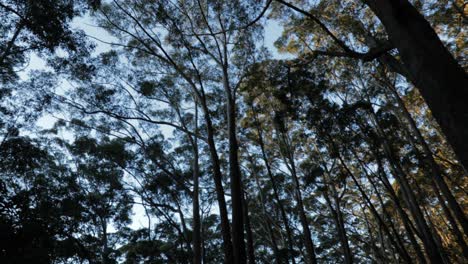 Bosque-De-Eucaliptos-Australia---Giro-De-360-Grados-En-Trípode---Cielo-Azul,-Hojas-Verdes,-Hora-Dorada---4k-59