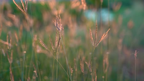 Close-up-of-wild-grass-gently-waving-in-the-wind
