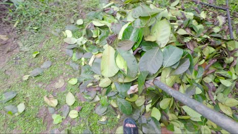 A-pile-of-green-leaf-being-collected-by-farmer