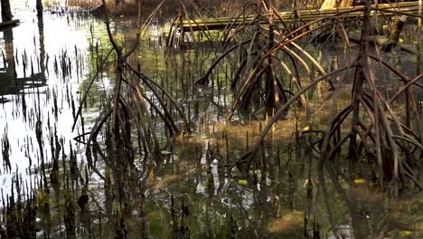 dried-old-age-branches-in-calm-lake-of-thailand,-still-close-up-shot