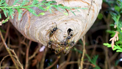 Wasp-nest-close-up-in-cedar-bush