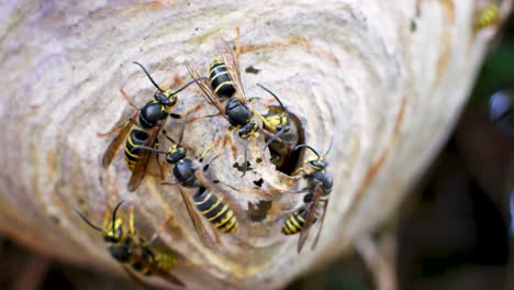 Wasp-nest-extreme-close-up-in-cedar-bush