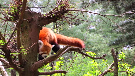 Roter-Panda,-Der-Einen-Baum-Klettert