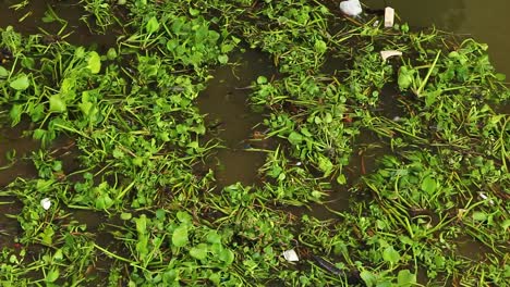 Water-Hyacinth-and-garbage-floating-on-dark-brown-water