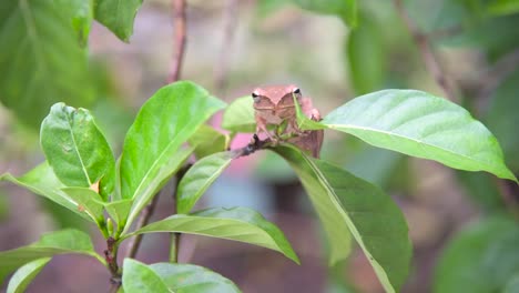 A-brown-tree-frog-sitting-on-a-tree-branch-looking-at-the-camera