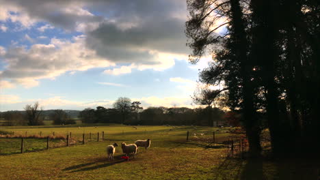 Schafe-In-Der-Landschaft-Von-Leicestershire---Drei-Schafe-Auf-Einer-Wiese-Stehen-Zusammen-Mit-Baumgruppen-Auf-Der-Rechten-Seite