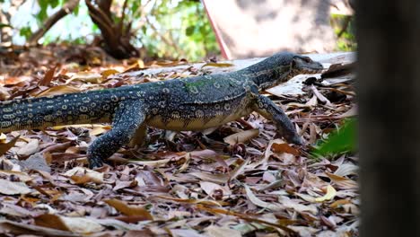 Large-Water-Monitor-Lizard-Walking-Through-Brown-Leaves