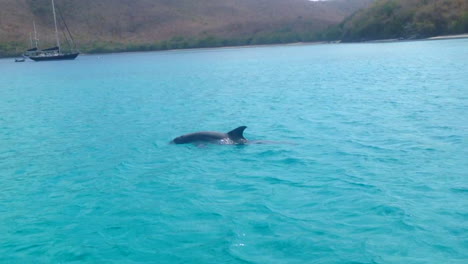 Dolphin-playing-in-Maho-Bay-on-St