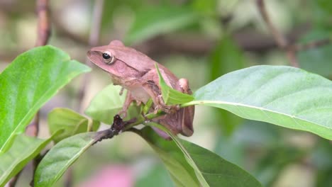 A-brown-tree-frog-sitting-on-a-twig-looking-to-the-side