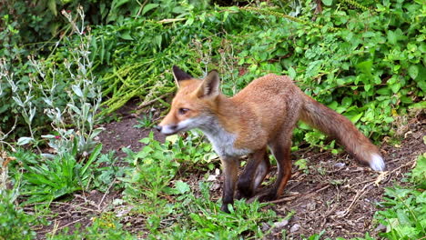 Wild-Red-Fox-in-inner-city-Edinburgh-Scotland