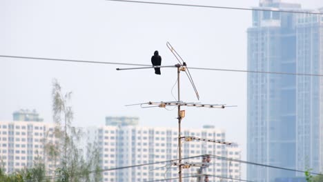 A-crow-perched-on-a-home-TV-antenna-in-Thailand-by-the-city---wide-shot