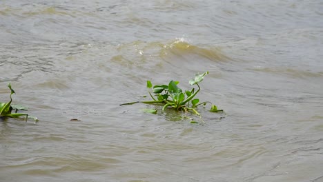 Water-hyacinth-slowly-floating-on-the-surface-of-water