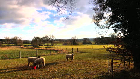 Landschaft-Von-Leicestershire-Drei-Schafe-Auf-Einer-Wiese,-Die-Gras-Fressen