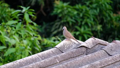 Asian-Zebra-Dove-Sitting-On-A-Rooftop,-LOCKED-DOWN
